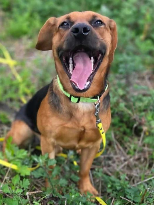 Fajny, młody, wesoły Figo poleca się do adopcji.