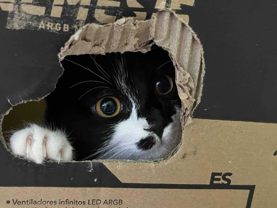 gata femea para adoção