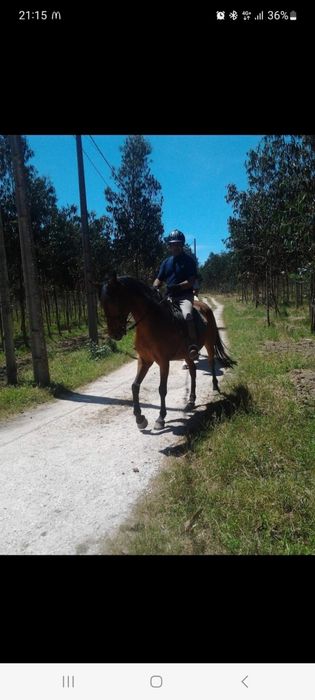 Egua  mansa  montada