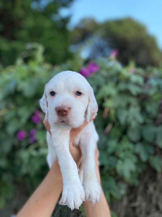 Vendo cachorro Setter