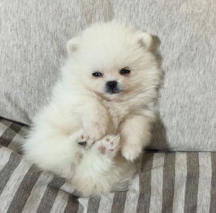 Lulu da pomerania menina anão