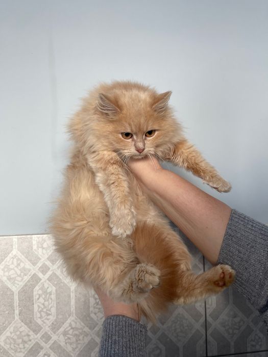 Котята котики отдам котенок