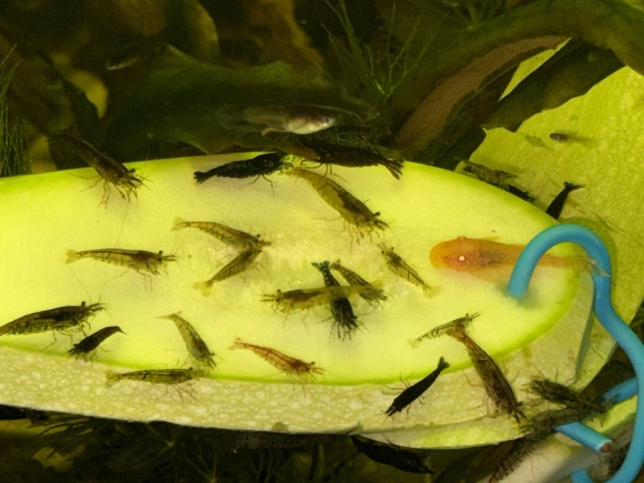 гуппі мікс, сині зелені