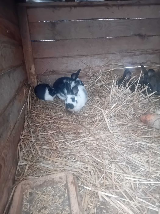 Sprzedaż 8tygodniowych królików