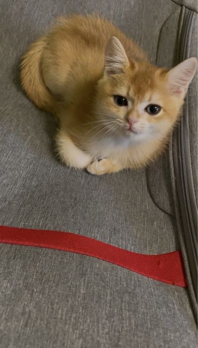 Котик британський шиншила