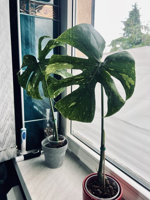 Monstera Thai Constelation