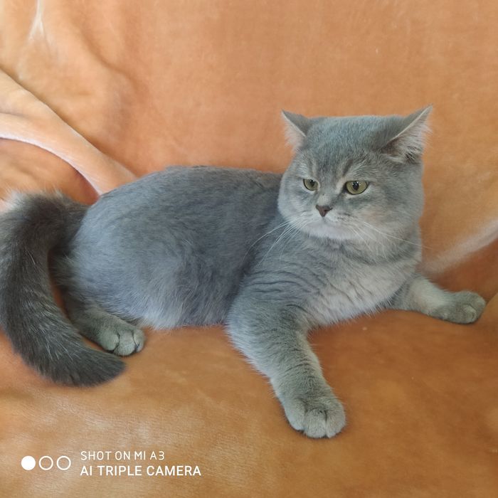 В'язка .  Кіт   чекає на   свою  даму ..