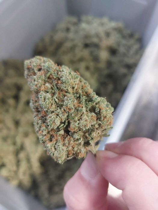 SUSZ CBD | INDOOR | Amnesia Haze - zapach orginał