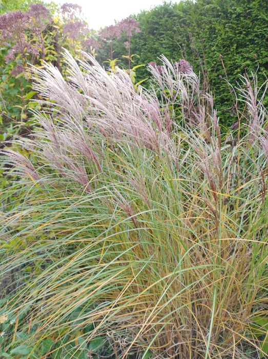 Trawy ozdobne Miskanty chińskie czerwone różne