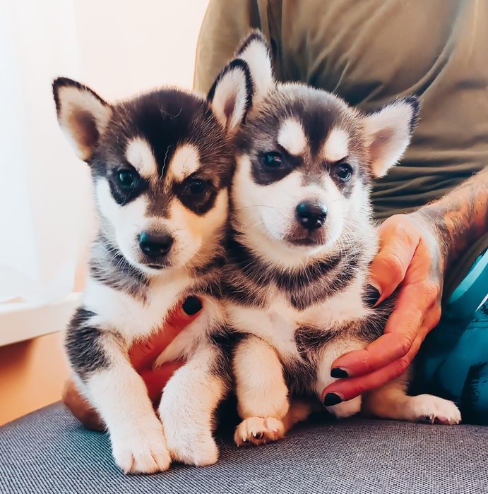 Хлопчик та дівчинка - продам