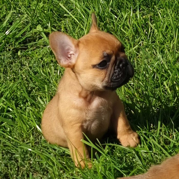 Buldog Francuski FCI  ZKwP  szczenię, badania