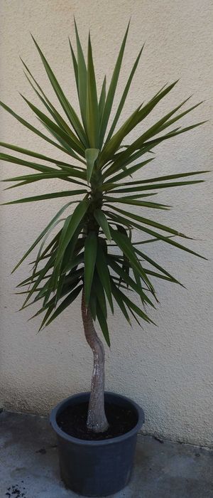 Planta Yucca elephantipes, também conhecida como Palma-elefante