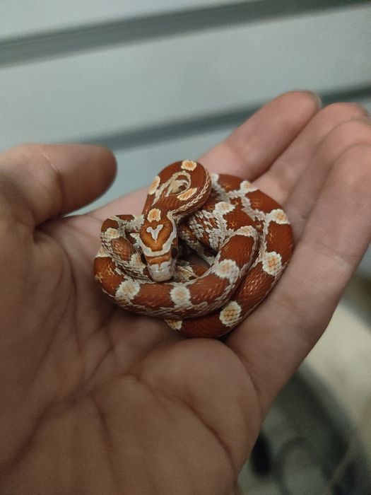 Mloda Samica węża zbożowego