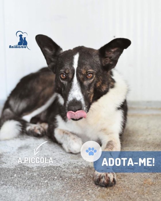 Picola - cadela para adocao