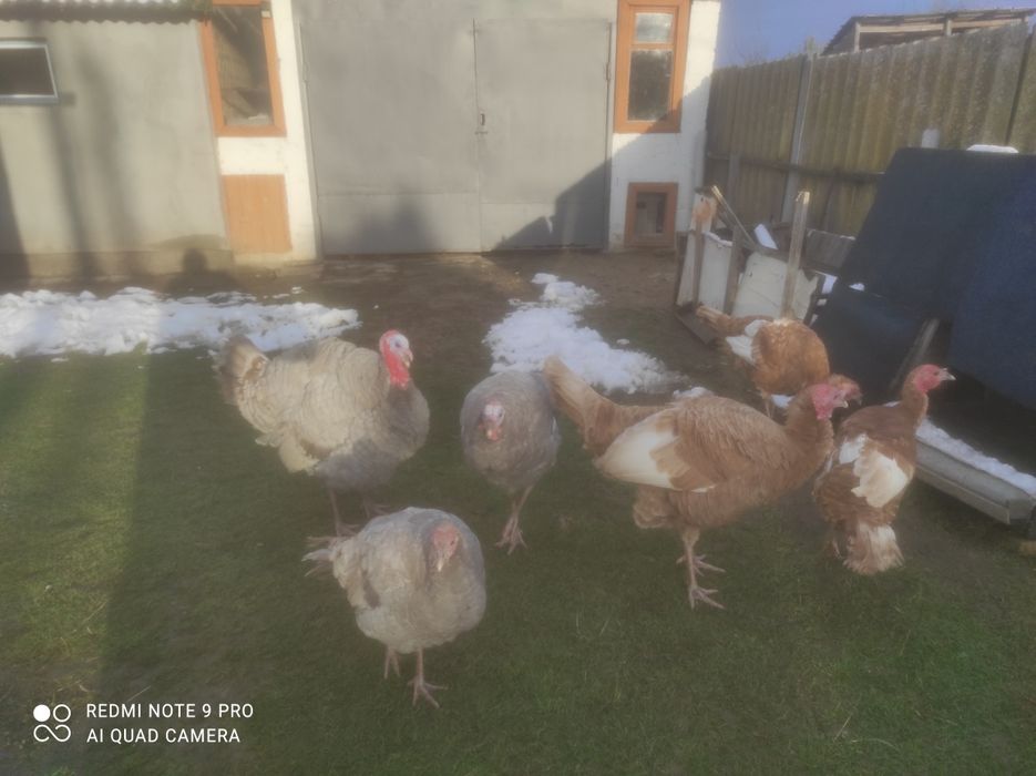 Продам індика з індичкою(червоні)