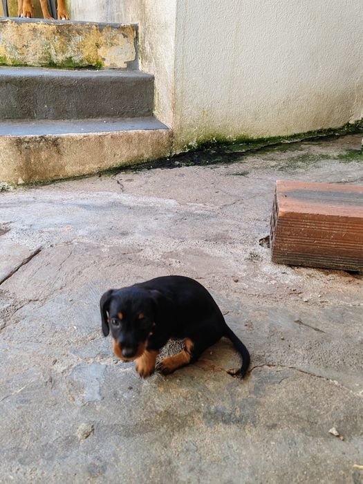 Teckel pêlo  cerdoso macho puro
