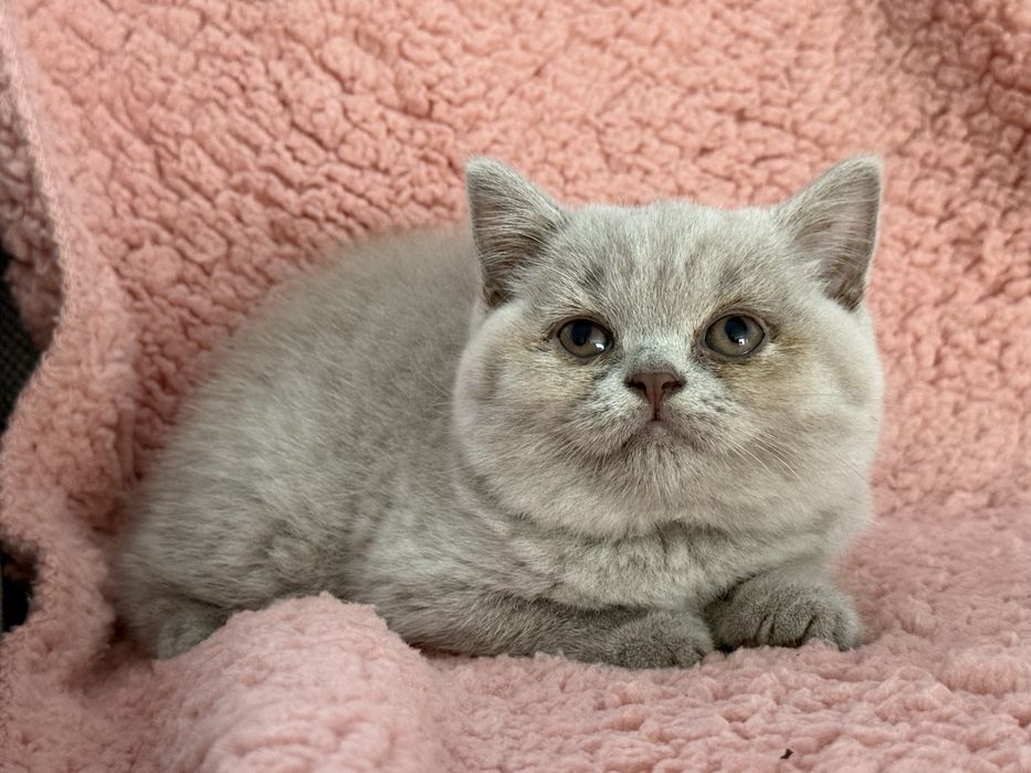 Gatinha  british shorthair