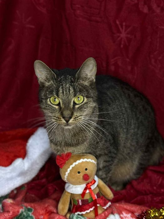 Batman i Shakira - idealny dwupak-ktoś pokocha?