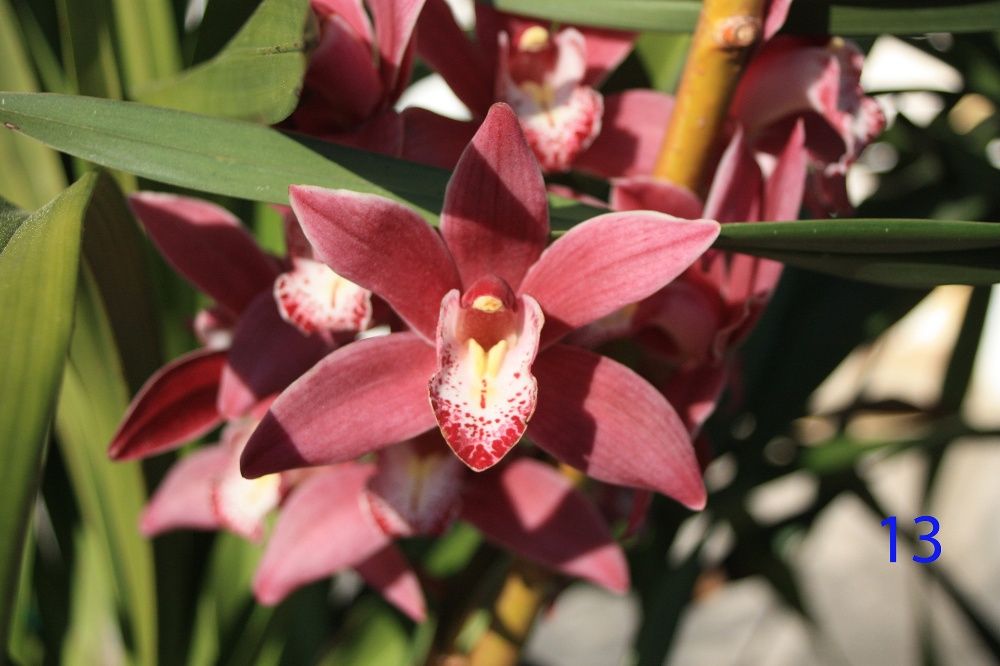 Orquideas-Bolbos de Orquidias Naturais