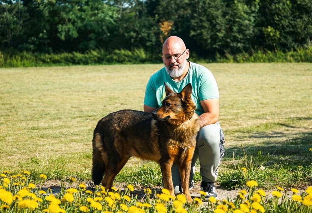 FEBEK - duży, brązowy pies szuka domu
