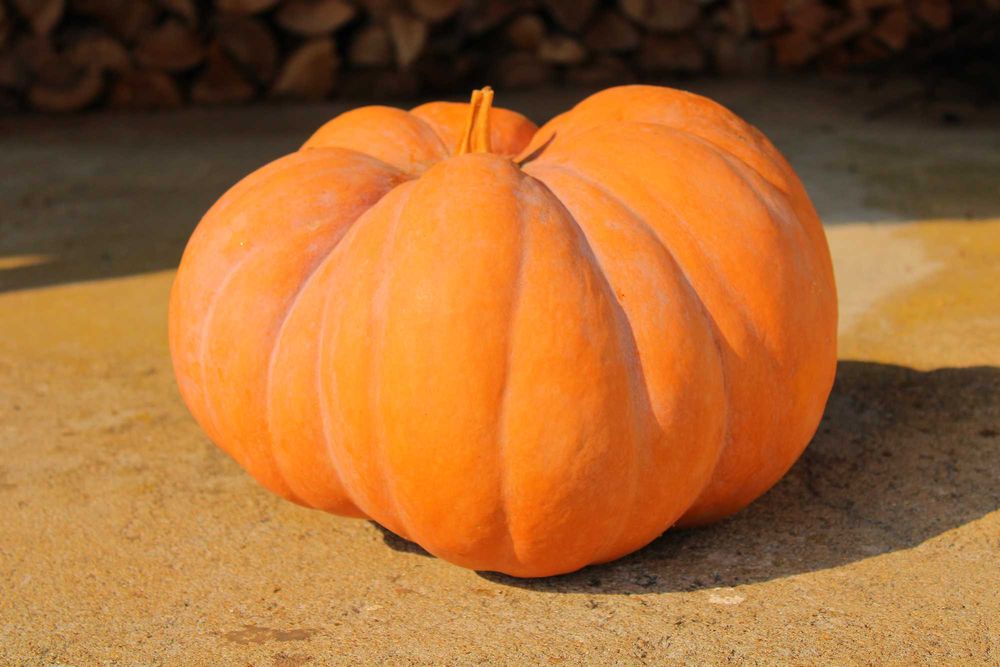 Abóboras de várias qualidades