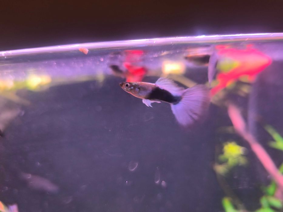 Ryba akwariowa Gupik fioletowy tuxedo