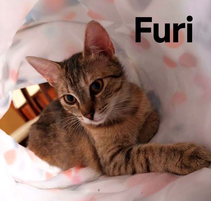 Cudowne Loki i Furi ..czy maja szansę na dom..?