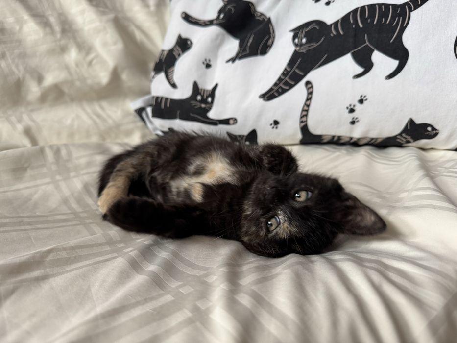 Киця муркотушка в пошуках сімʼі