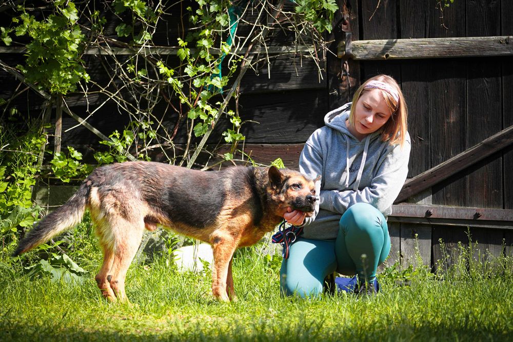 Hiron - starszy pies w typie owczarek niemiecki