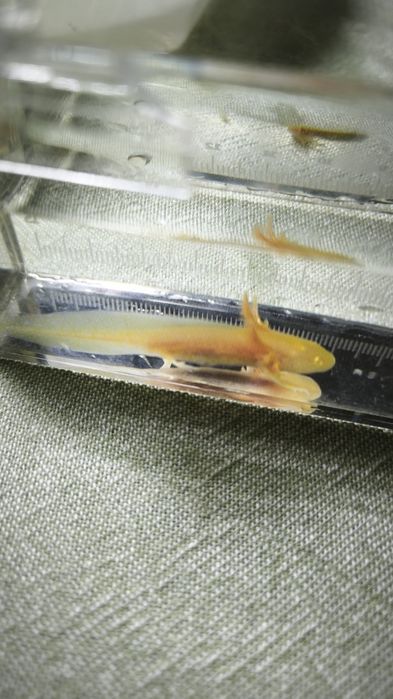Promoção Axelotes Gold Albinos e Albino.
