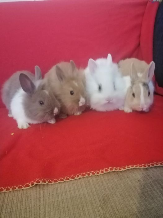 Króliczek karzełek Teddy, Lewek, gładki