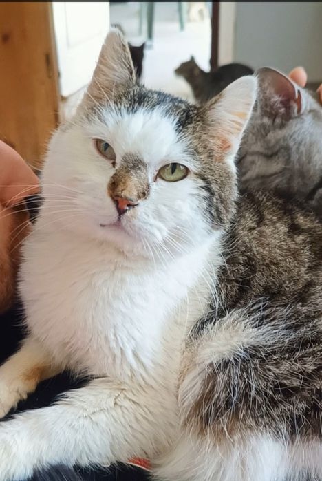 Pako potrzebuje swojego człowieka