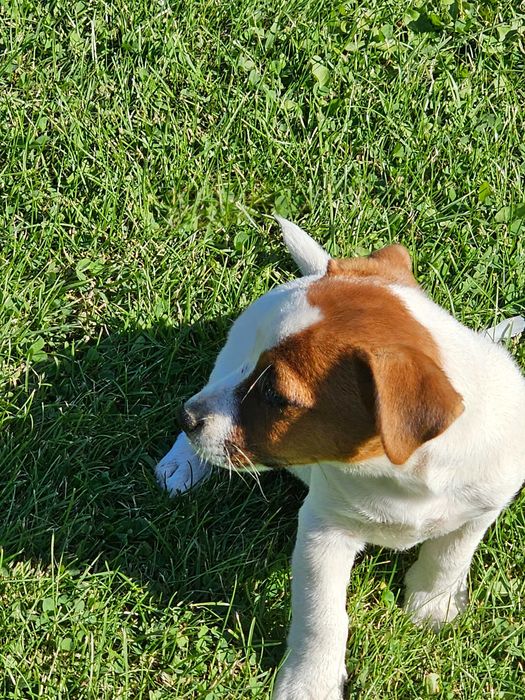 Jack Russell Terier suczka gładkowłosa
