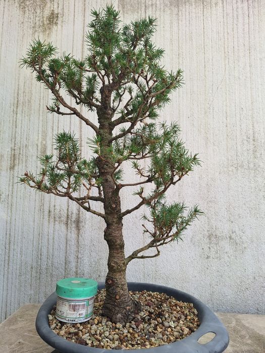 Bonsai picea glauca conica