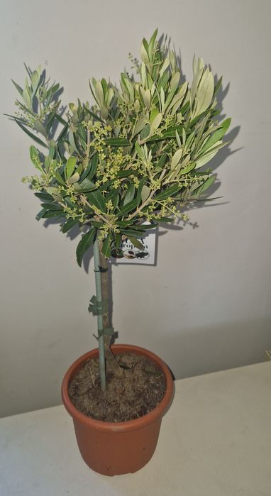 Oliwka europejska kwitnąca 60 cm