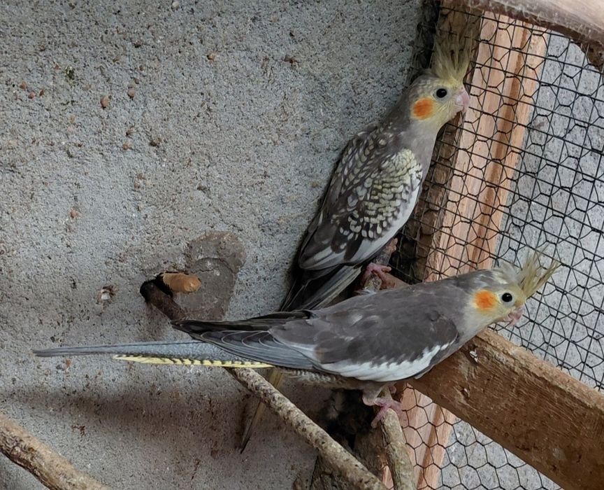Caturras pérola face branca e amarela e caturra fêmea albina