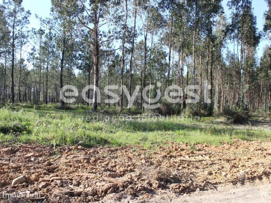 Terrenos com área total de 11080m2 maioritariamente Pinhal