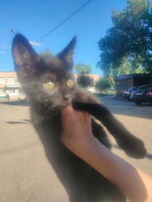 Чудесный черный котенок ищет дом
