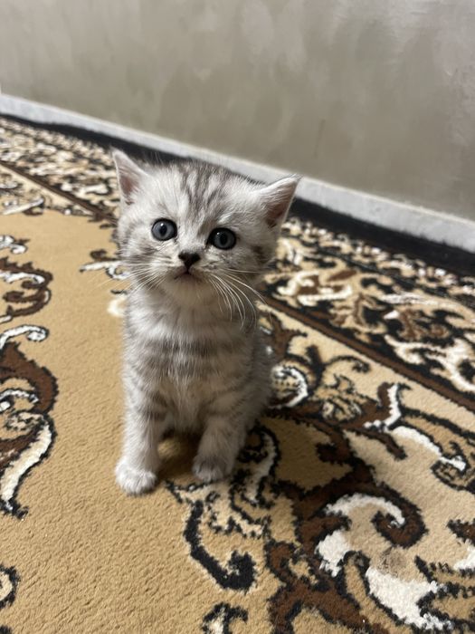 Шотландські кошенята