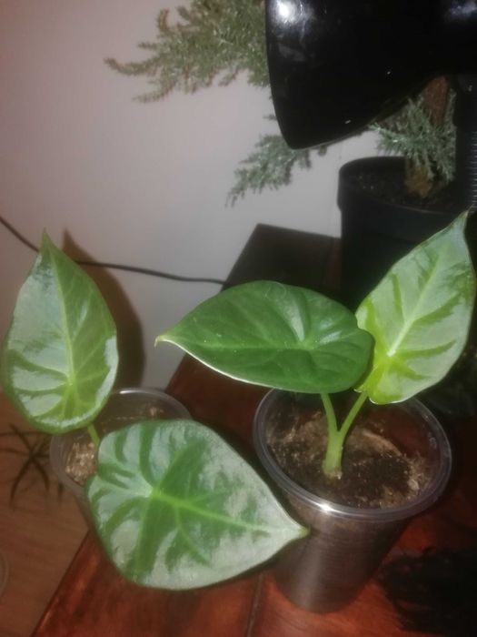 Комнатные растения  , Регал Шилд, алоказия Портодора, хлорофитум