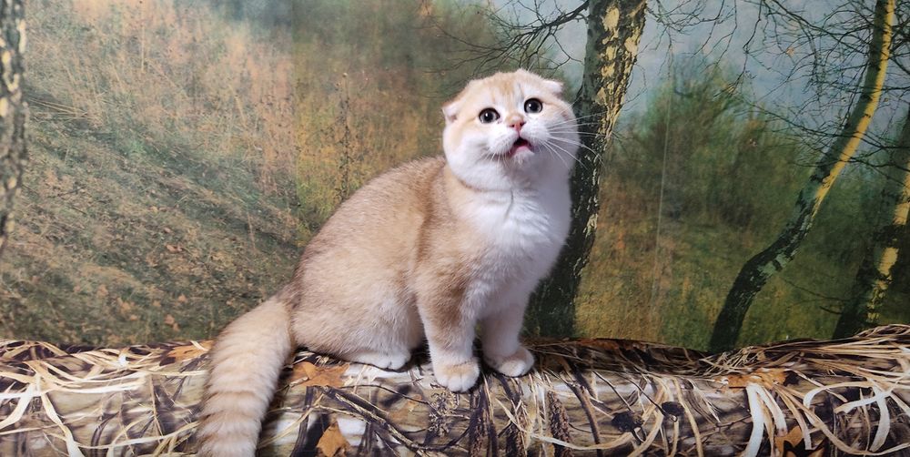 Золоті шиншила вісловухі кошенята