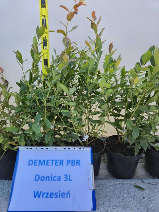 6. Borówka Amerykańska Bluecrop 3 lata donica 3l Premium