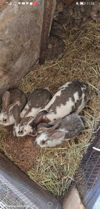 Sprzedam  króliki. Osiem osiem dziewięć 3 osiem trzy 9 osiem 6