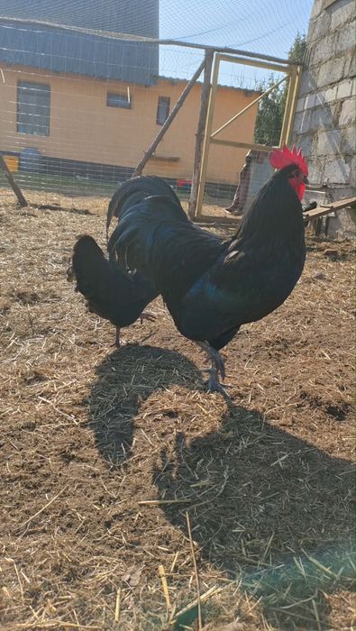 Jaja lęgowe australorp czarny, silka satynowa, czubatka miniaturowa