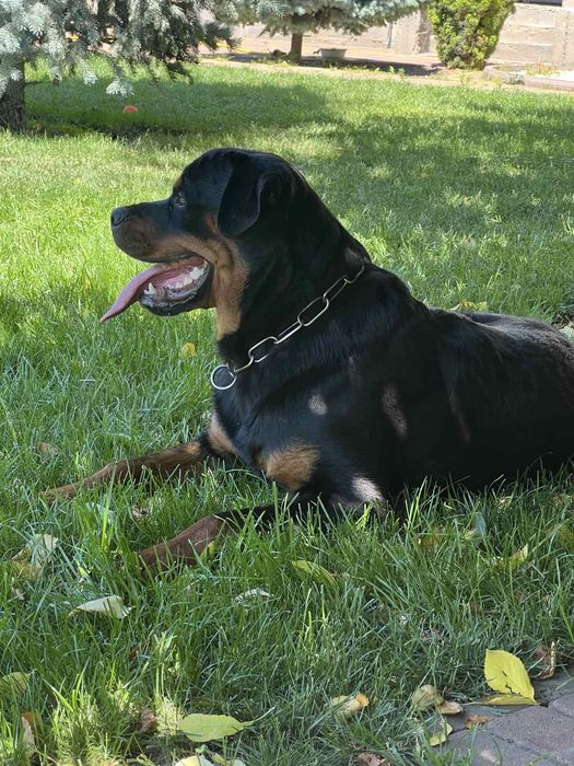 Цуценята ротвейлера шукають новий дім.