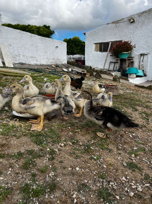 Patos, Patos Mudos, ovos de galinha e peru.
