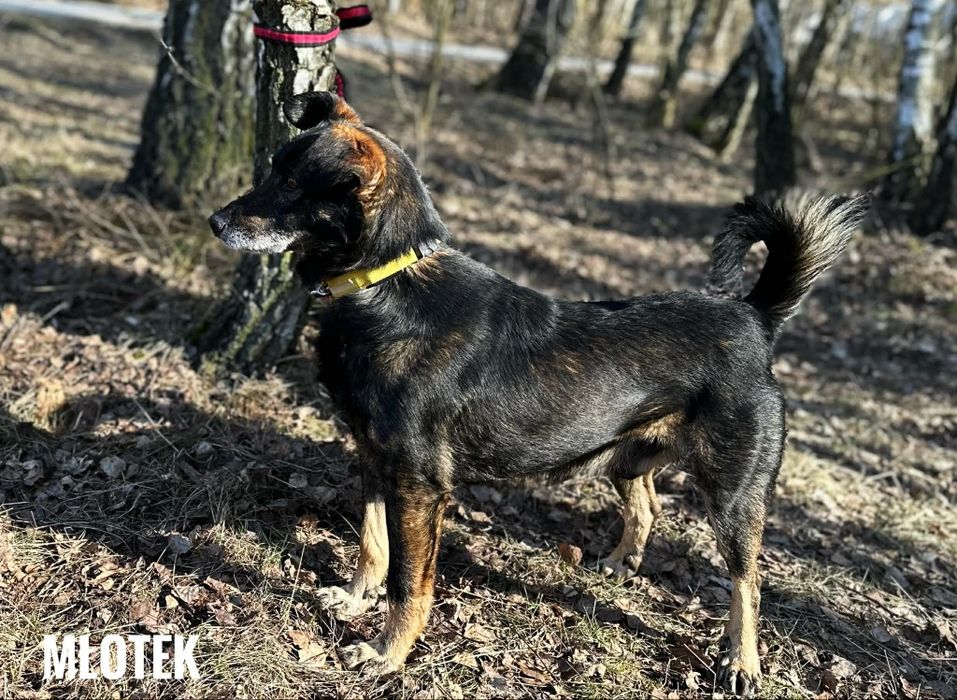 Młody, grzeczny Młotek, 13 kg adopcja