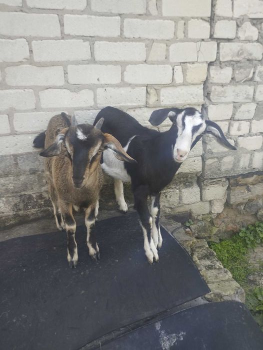 Продаються козенята