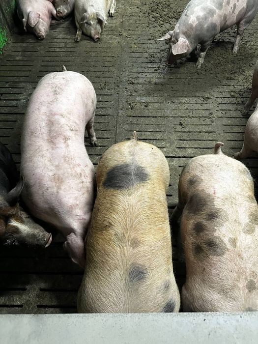 Свині живою вагою