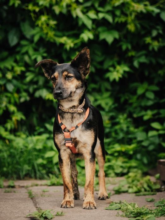 Mała Myszka do adopcji